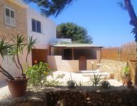 Agave 3*